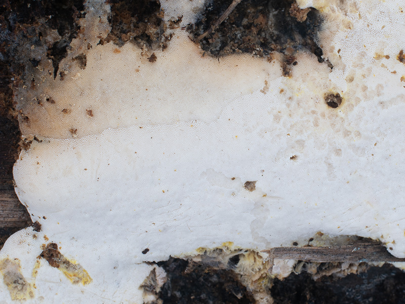 Perenniporia narymica Perenniporia narymica